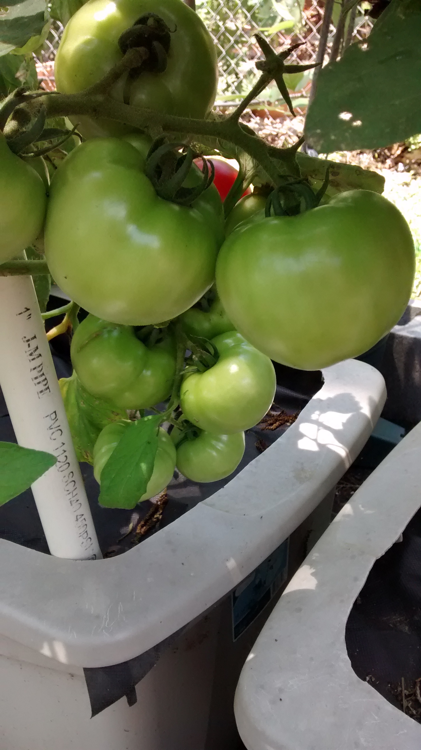 Self-watering Containers - The Garden Academy